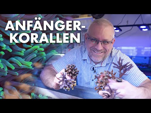 TOP Korallen für ANFÄNGER - Der ideale Erstbesatz für dein Meerwasseraquarium