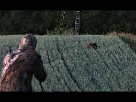 Wheat Pigs 4.0 - Hunter Brothers