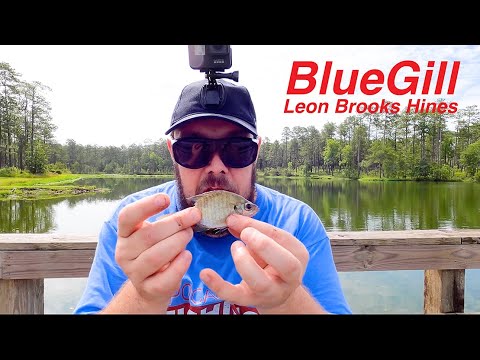 Doug N Allies at Leon Brooks Hines