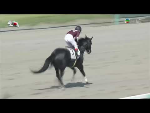 2016 Japan 3YO And Up Allowance - Sting Like Bee ( 蜜蜂針) - Y.Yoshida