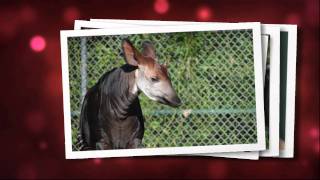 preview picture of video 'Happy Holidays from The Maryland Zoo'