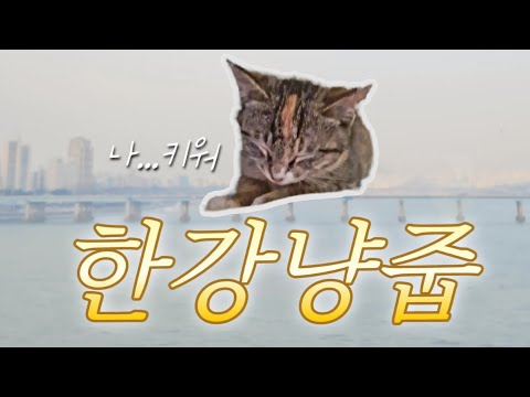 한강에서 태어난 고양이는 이렇게 행동합니다
