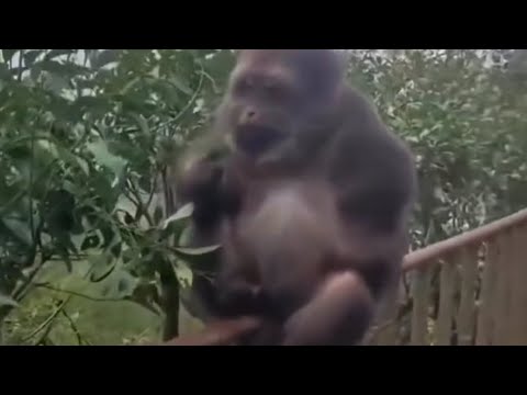 Eskimo Call Boy and Pickels