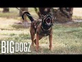 Meet The Elite Special Ops Protection Dogs BIG DOGZ