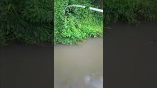 Download lagu gacor nya mancing di saat hujan 💦 #shorts #shortvideo #youtubeshorts #mancing #fishing #viralvideo mp3