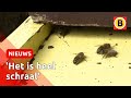 Brabantse bijen in gevaar | Omroep Brabant