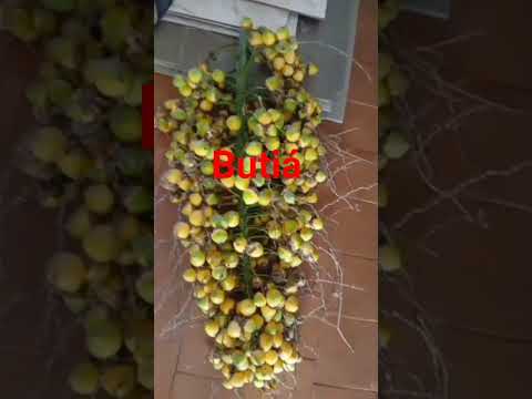 #short #fruta#naturezaétudo #butiá