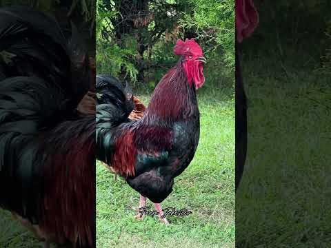 Lucas, By Royal Decree: The Regal Rooster Calls You Forth! #chickens #rooster