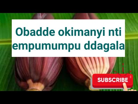 Empumumpu: emigaso agiri mu mpumumpu gyotasaanidde kusubwa @SSENGABIROOTONEDDAGALA