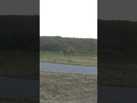 Horses having fun in the campground