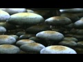 THX Sound Test Amazing Life DTS 1080p Full HD 1