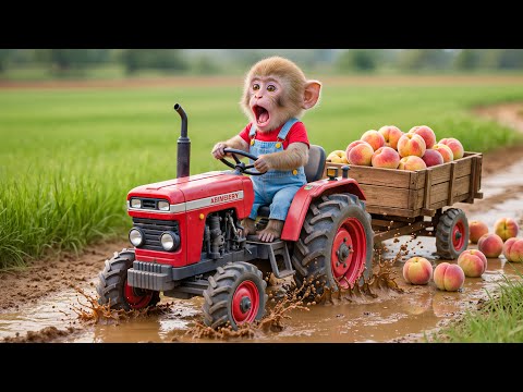 🍑💦 Monkey Nana drives tractor with peaches through flood and fixes the road! 🌧️🛠️ – NANA MONKEY LIFE