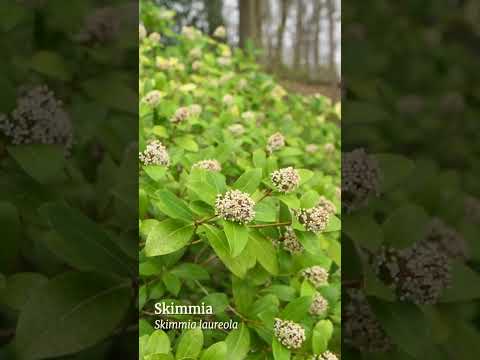FIVE Deer-Resistant Evergreen Flowering Shrubs You NEED in Your Woodland Garden!