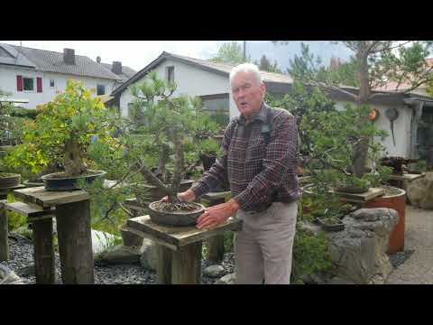 Bonsai techniques: How to fix thick or thin sections on a Bonsai trunk by Walter Pall