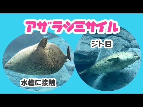 Seal missiles touch the water tank | It's funny how the seal stares at the end