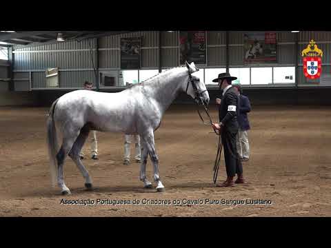 230424 17 M Lio - Aprovação de Garanhões