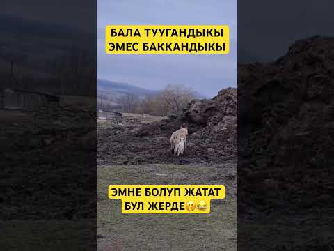 🤣🤣🤣#рек#карышкыр#козу