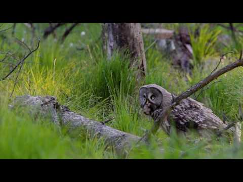 Lasy bagienne - trailer filmu