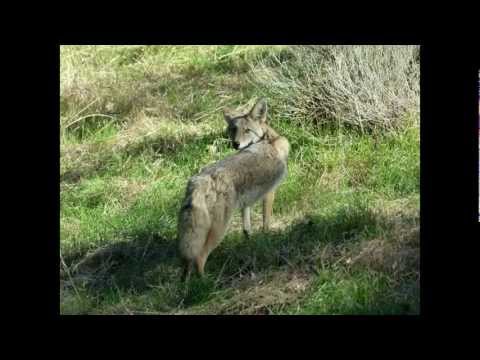 Just Ride The Wave by Randy Bales' Chinese Melodrama 2011