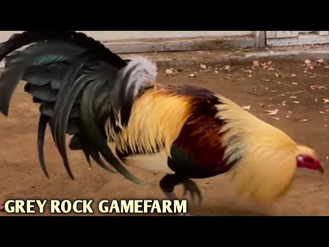 Chocolate Grey Rounhead - GREY ROCK FARM