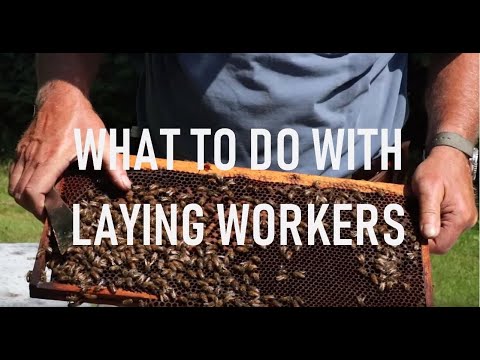Laying Worker