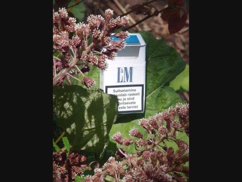 Element-On mida meenutada