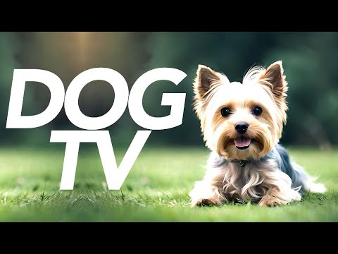 DOG TV - 20 Hour Adventure Walk for Dogs! (Virtual Dog Walk)