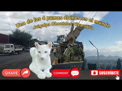 Así es #Juigalpa  #Chontales y sus Sitios Turísticos! La Casa de Itzae(#Puma #Albino)