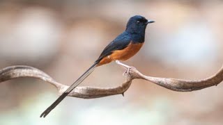 Download lagu BURUNG SHAMA BERPANTAT PUTIH YANG INDAH SEDANG BERNYANYI 8 mp3