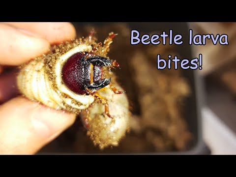 Nosorožtek päťrohý (Eupatorus gracilicornis) — terárium, kŕmenie a správanie