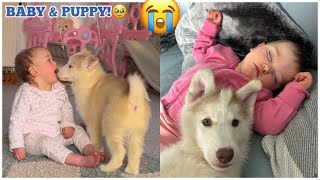 My Baby &amp; Husky Puppy Have Fell In Love!!😭💖. [UNSEEN CLIPS!]