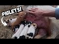 New Piglets A Boar Battle On The Farm