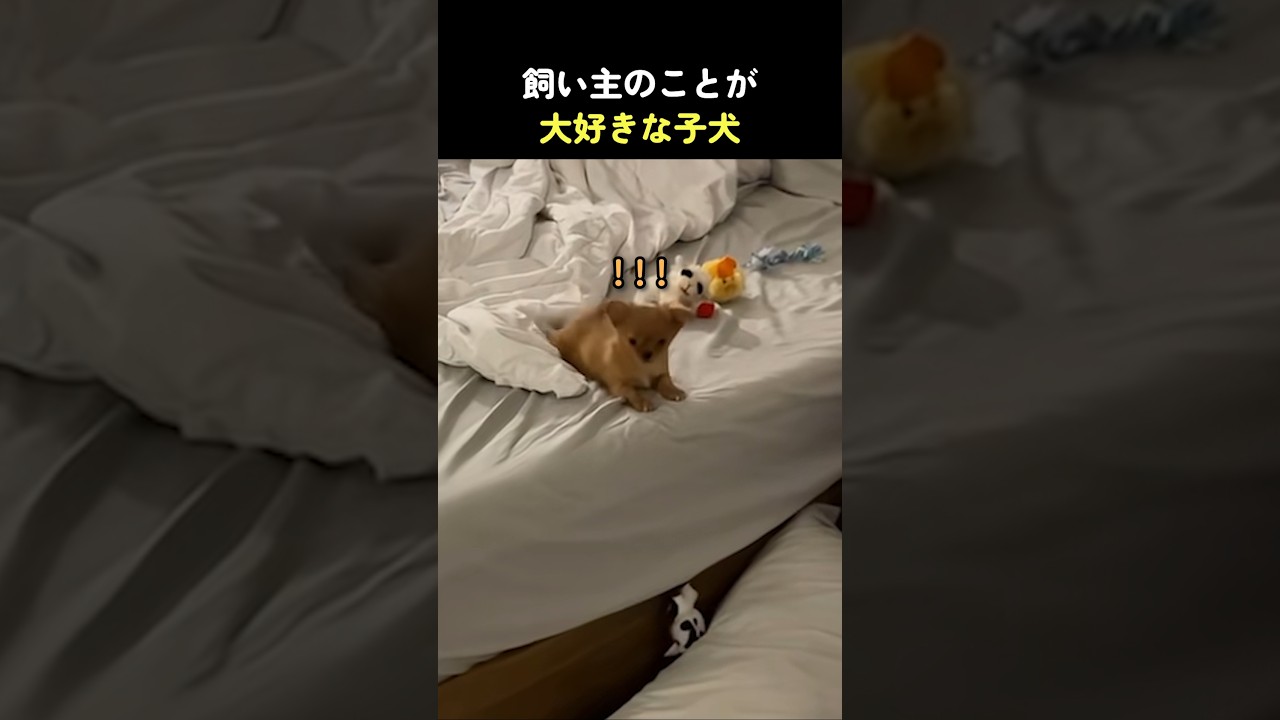 飼い主のことが大好きな子犬