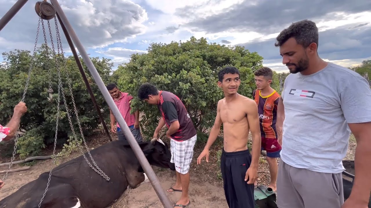 BRUTINHO COMPRA VACA DE 20.000 E O PIOR ACONTECE