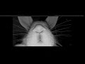 Blair Bunny