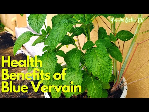 image-Is there blue Verbena?