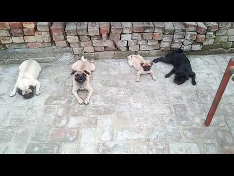 pug femal sale location Amritsar contact 8284916462