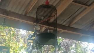 Download lagu glatik wingko gucit panjang, glatik batu wucit2, pancingan glatik gelatik mp3