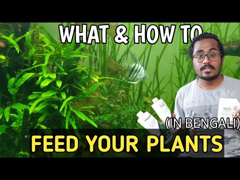 How & What FERTILIZER For Planted Tank | Planted Tank FERTILIZER MASTERCLASS (In Bengali)