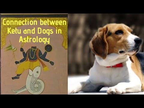 #astrology #ketu #remedies #ketuanddogs  Connection between Ketu and Dog in Astrology
