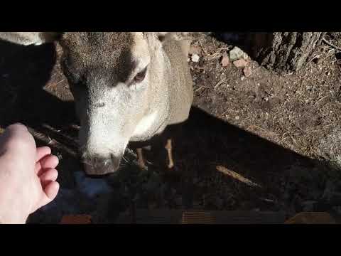 a Deer friend of mine - Wildlife Encounters