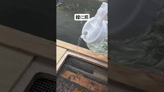 蜂に餌と砂糖水 #いちご #農協 #蜂