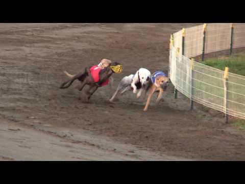 image-Are Whippets good running dogs?