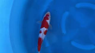video van Kohaku 2404015