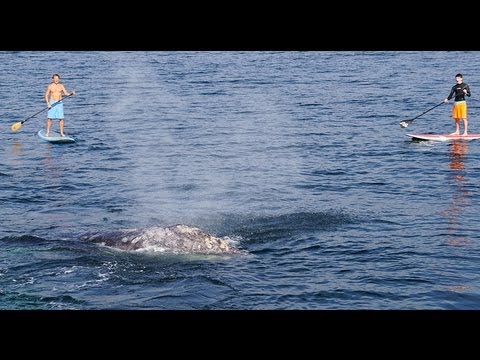 Gray Whales Get "Lucky" on St. Patrick's Day in Front of Dana Point Whale Watching Boat