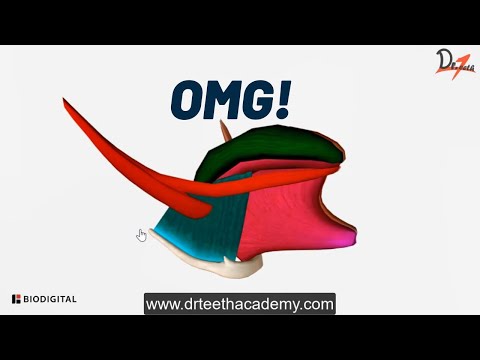 Muscles of Tongue | Super Easy!