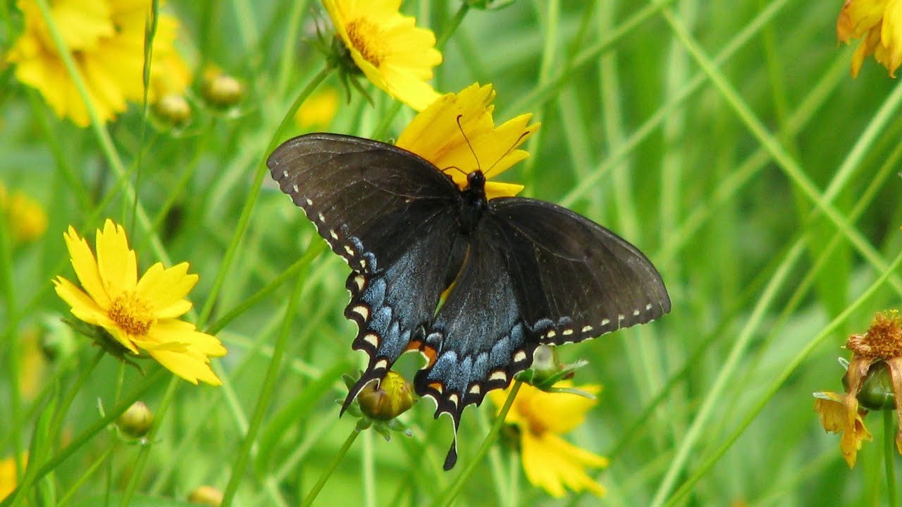 Wildlife Chuckwagon | Native Wildflower Mix