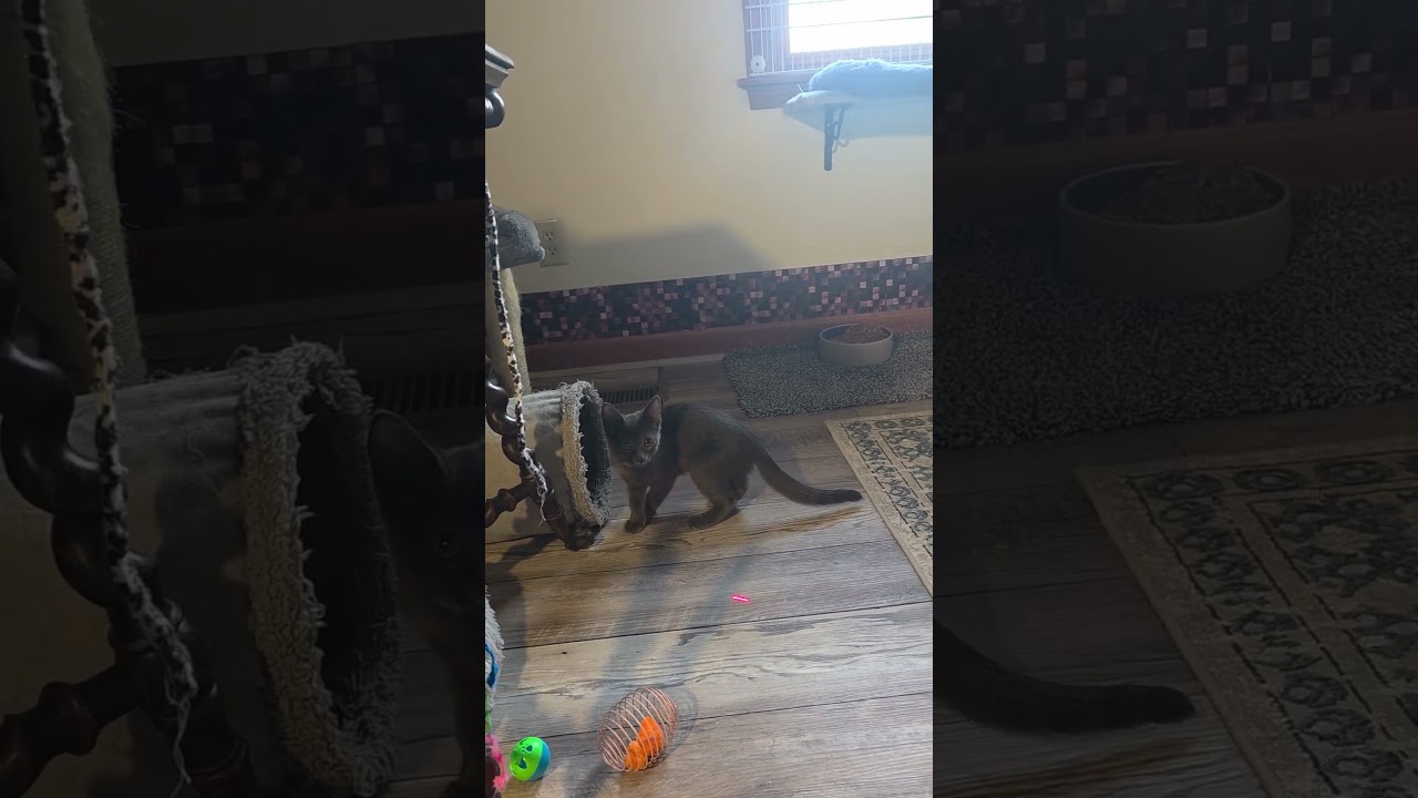Nolina, an adoptable Domestic Short Hair in Jamesville, NY video 6/6