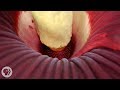 This Giant Plant Looks Like Raw Meat and Smells Like Dead Rat | Deep Look