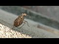 Brown Insect On Leaf Nature Video Copyright Free Video FFG